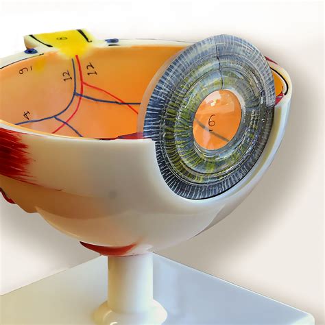Advanced Anatomical Human Eye Model Eye Models Products Medical