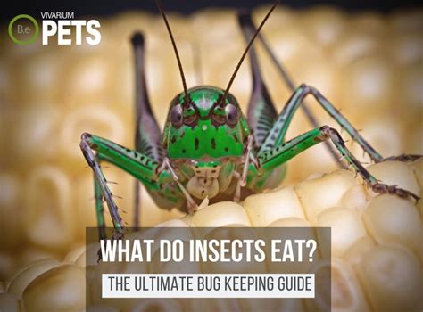 What Do Insects Eat Fun Diy Insect Food Recipes