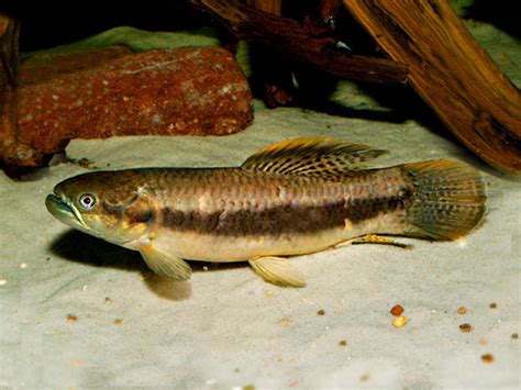 Red Wolf Fish Erythrinus Erythrinus Color Aquatics