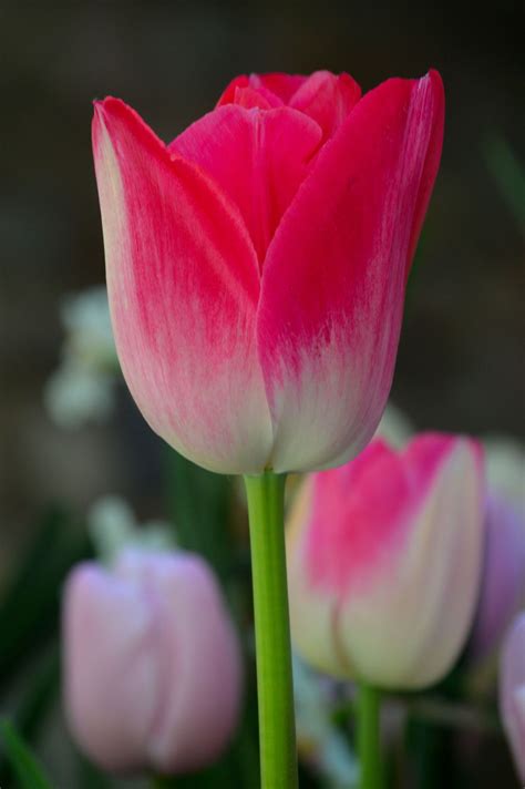 Red And White Tulip Smithsonian Photo Contest Smithsonian Magazine