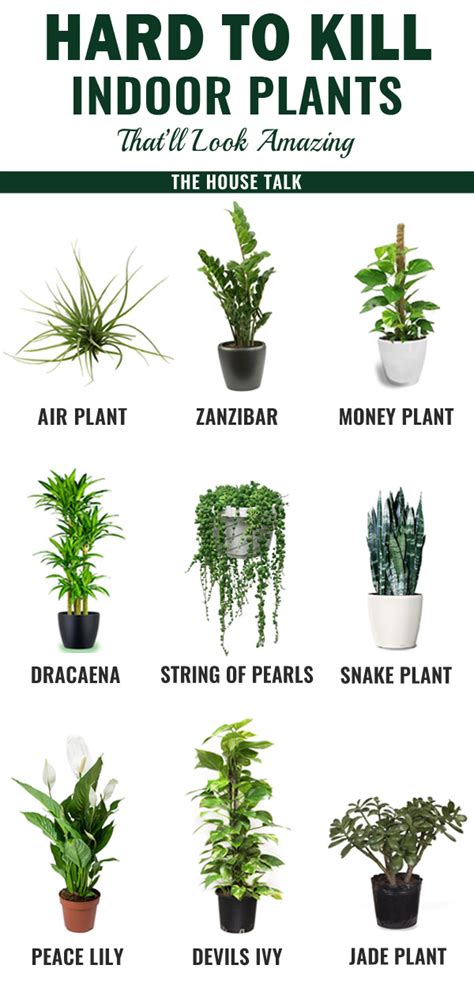 Good Indoor Plants Hard To Kill