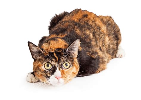 Many People Claim These Cats Can Cop An Attitude Tortoiseshell Tabby