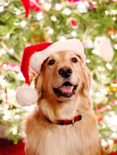 Golden Retriever Christmas Wallpaper With Dogs Pets Lovers