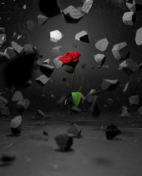 Rose Stones Fragments Flower Red Hd Phone Wallpaper Peakpx