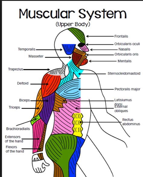 The central vertical line is divided horizontally by four lines which denote, from top to. Muscular System Coloring (Upper and Lower Body) - Mrs. Derochers' Super Science Site