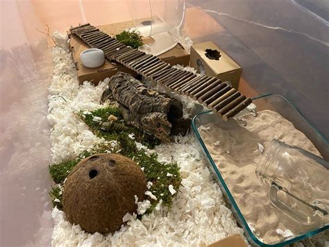 Qt Bin Cage Setup In Hamster Bin Cage Hamster Cage Hamster Care