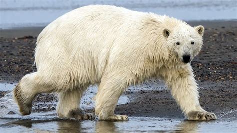 Petition · Help Get Justice For Polar Bear ·
