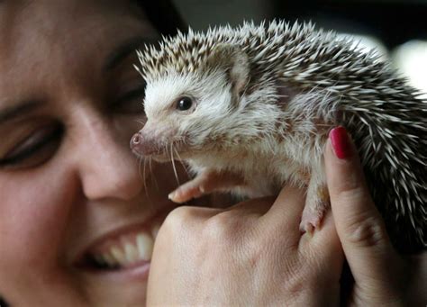 Dhgate.com provide a large selection of promotional pet hedgehog toys on sale at cheap price and excellent crafts. Cute and prickly: Hedgehogs finding homes as pets
