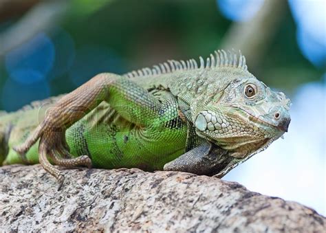 Iguana In The Natural Environment Stock Image Colourbox