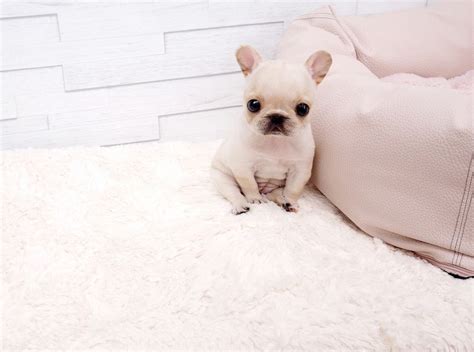Why buy a french bulldog puppy for sale if you can adopt and save a life? Boutique Teacup Puppies Store | Bulldog puppies, French ...