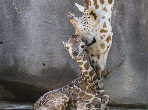Zoo Visitors Unexpectedly Witness The Birth Of A Baby Giraffe