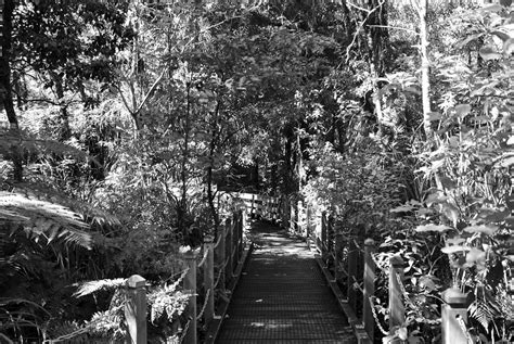 Waipoua Forest T Ne Mahuta Waipoua Forest Kaipara N Charlie