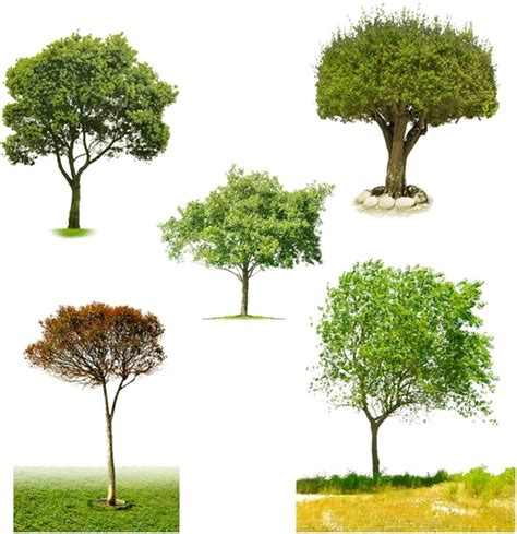 The Five Kinds Of Trees Psd Psd In Editable Psd Format Free And Easy