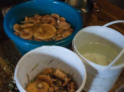 Грибы Диета 5 – Telegraph Картинка - Грибы Диета 5 – Telegraph