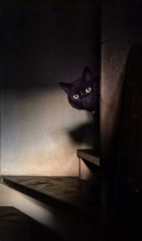 Peeking Cat Source Crescentmoon Animalia Cats Crazy Cats Black Cat
