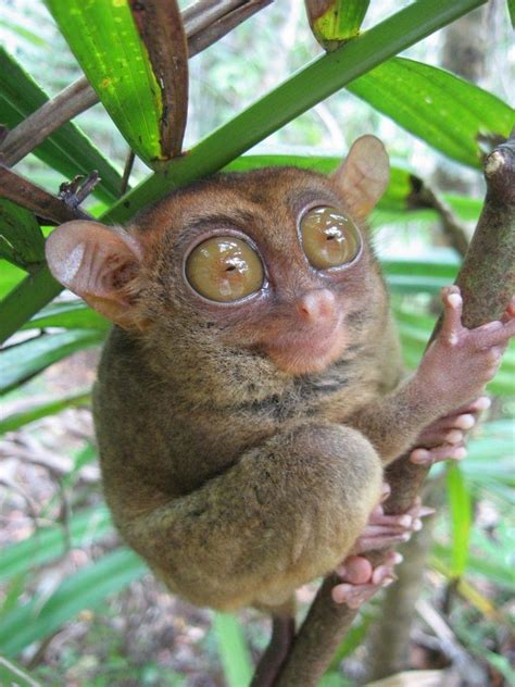Explore daenyo's photos on flickr. 10 of the Most Rare Animals You Can Only Find in Indonesia (Pictured: Tarsius tarsier) | Rare ...