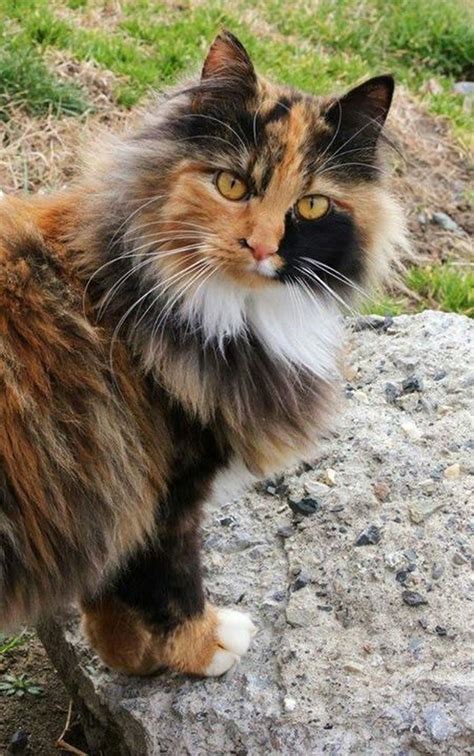 Sign In Long Haired Cats Beautiful Cats Calico Cat