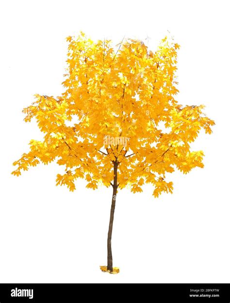 Autumnal Tree Isolated On White Stock Photo Alamy