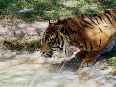 Wild Sumatran Tiger Tests Positive For Canine Distemper Virus News