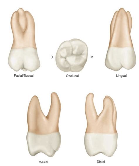 Review Of Tooth Morphology Dental Anatomy Physiology And Occlusion