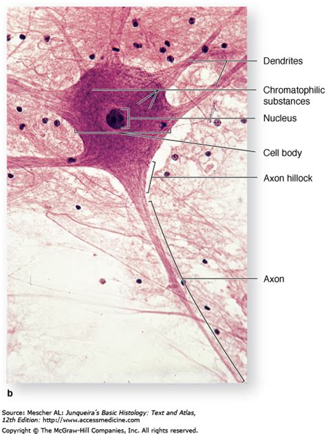 Multipolar Neuron Histology 12015 Tweb