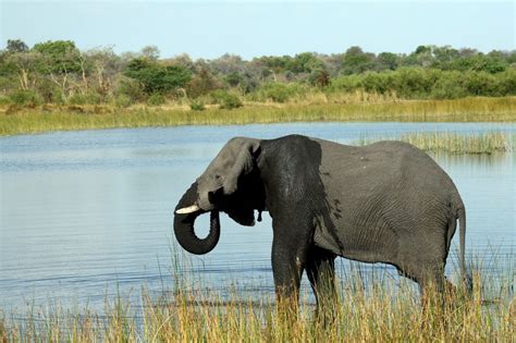 350 Elephants Found Dead In Botswana Within Past Two Months