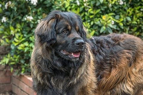 10 Best Extra Large Dog Breeds Huge Dogs Who Love Their