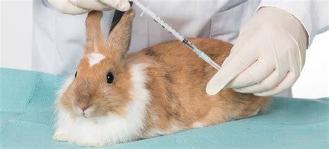 Rabbit Vaccines Pdsa