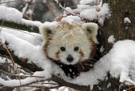 A Very Snowy Red Panda Animals And Pets Baby Animals Funny Animals