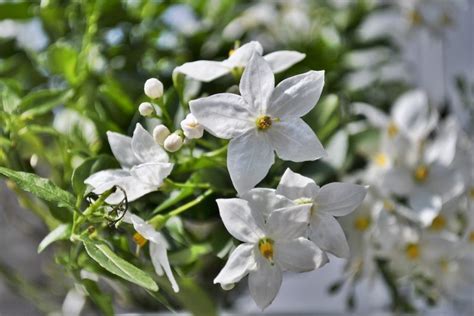 Cultivation Tips And Growing Guide For Jasmine Plant Garden And Happy