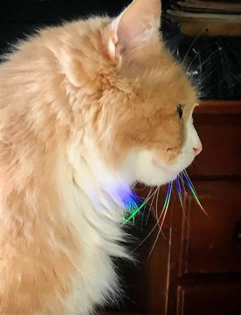 The Rainbow Colours On This Cats Whiskers Rmildlyinteresting