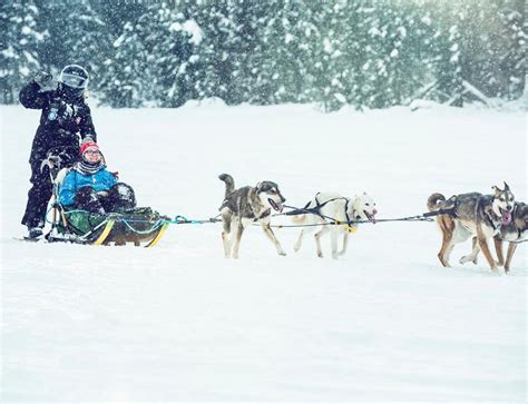 Dont Forget These Items When Dog Sledding In Seward Alaska