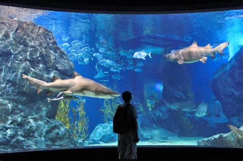 Sea Life Bangkok Ocean World Indoor Aquarium At Siam Paragon Go Guides
