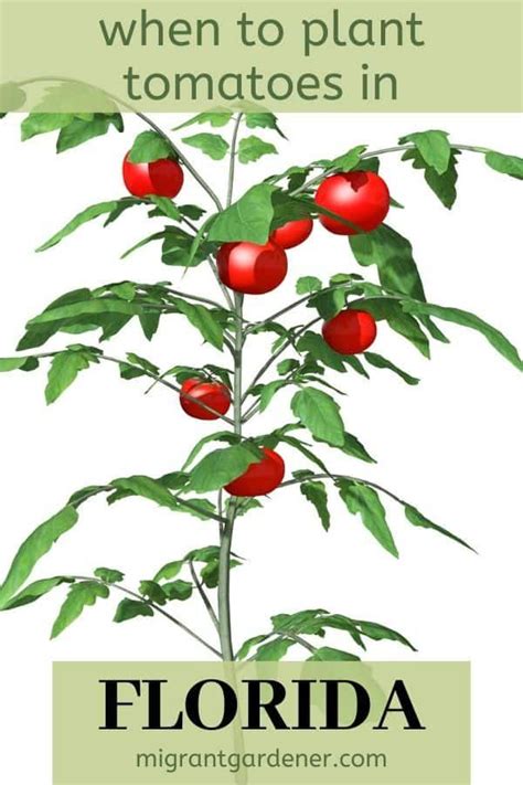 When To Plant Tomatoes In Florida Growing Tomatoes Tomato Growers