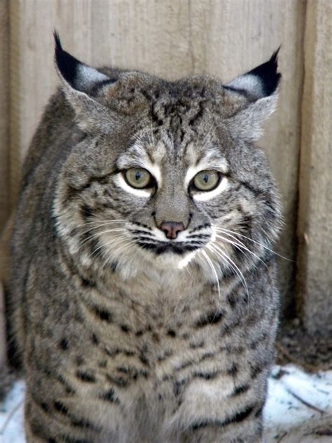 Wisconsin cabins and lodging options for big groups. PGAV Destinations Designing New Big Bear Alpine Zoo | PGAV