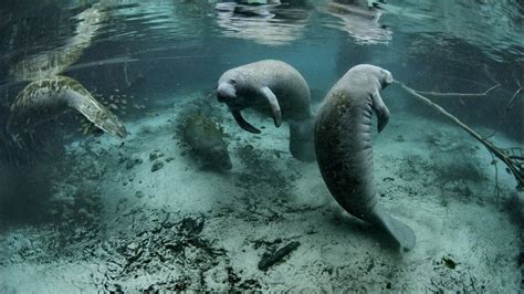 Petition · Change The Status Of West Indian Manatees Back To