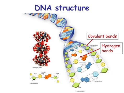 Ppt Dna Manipulation In Synthetic Biology Powerpoint Presentation