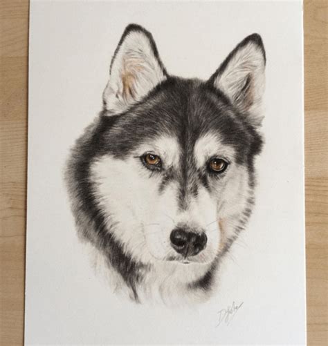 Incredible Animal Pencil Drawings By British Artist Danielle Fisher