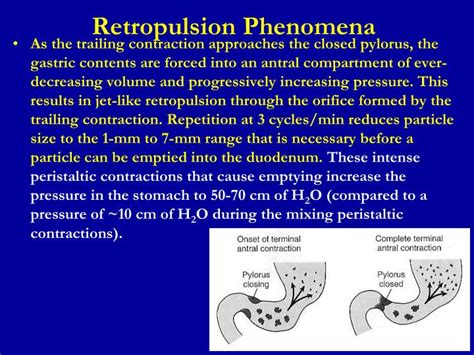 Ppt Gastric Motility And Secretion Powerpoint Presentation Id2244872