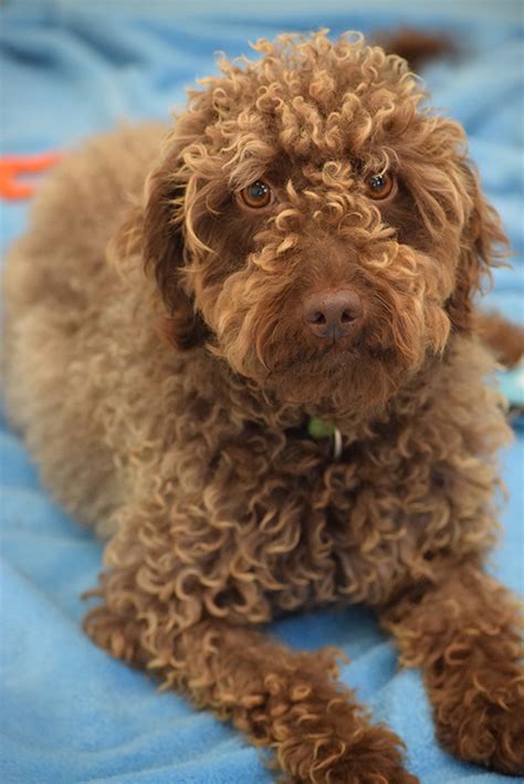 Home raised with loving family. Daisy Chocolate Mini Labradoodle Puppies | Labradoodle Mini