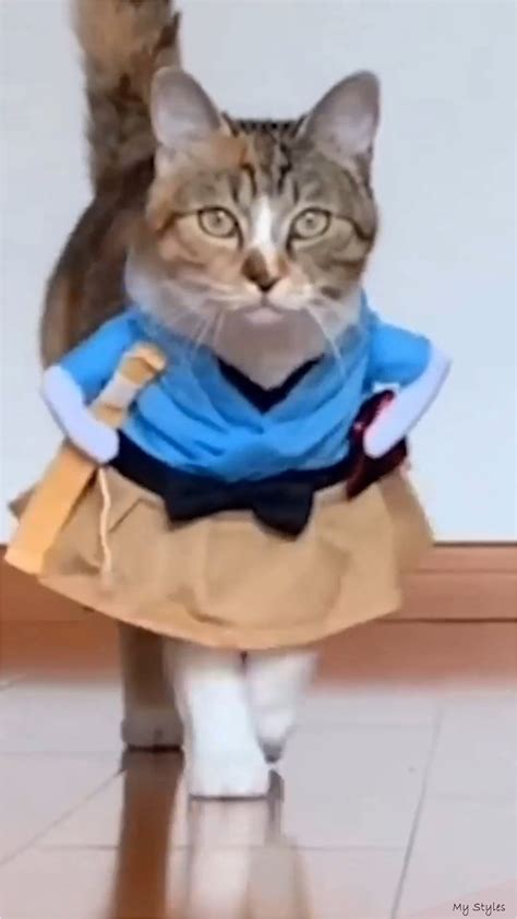 Funny Cat Outfits Cat Mania