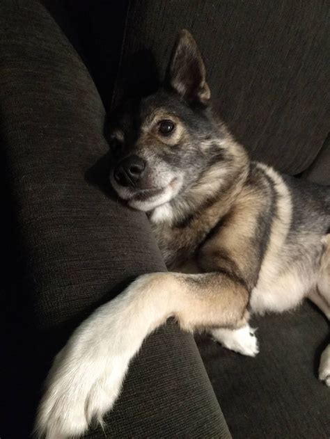 Our Norwegian Elkhound Husky Whippet Mix Turned 7 Todaybitly