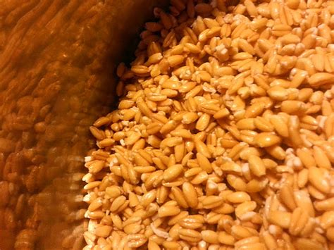Farro An Ancient And Complicated Grain Worth Figuring Out Wbur News
