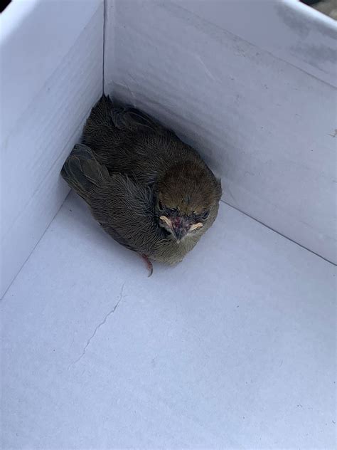 What is this bird? Is it normal that it doesn't fly? What shoud I do (I
