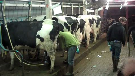 Filter products rotary milking parlours parallel milking parlours parabone stall herringbone milking parlours swing over milking parlours crowd gate floor systems cow sort systems. last milking in old barn - YouTube