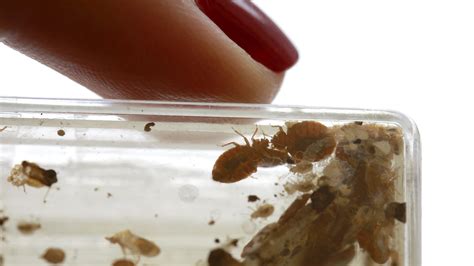 How Well Do Bed Bug Bombs Work Pest Phobia