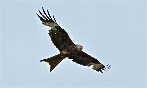 Red Kites Thriving In England 30 Years After Reintroduction 51 Off