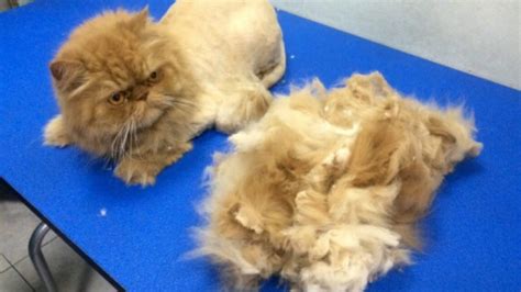 Some of the summer conditions in the midwest of america can be very hot indeed. Lion Cut Cat Cruel