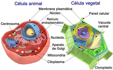 Célula Animal Y Vegetal Diferencias Y Semejanzas Enciclopedia