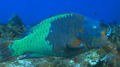 Bold Parrotfish Help Keep Coral Reefs Colorful One Minute Dive With